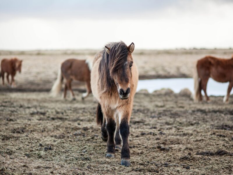Islandzauber zu Pferd